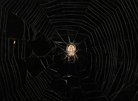 Ma xuat hien trong nhung buc anh Viet Nam